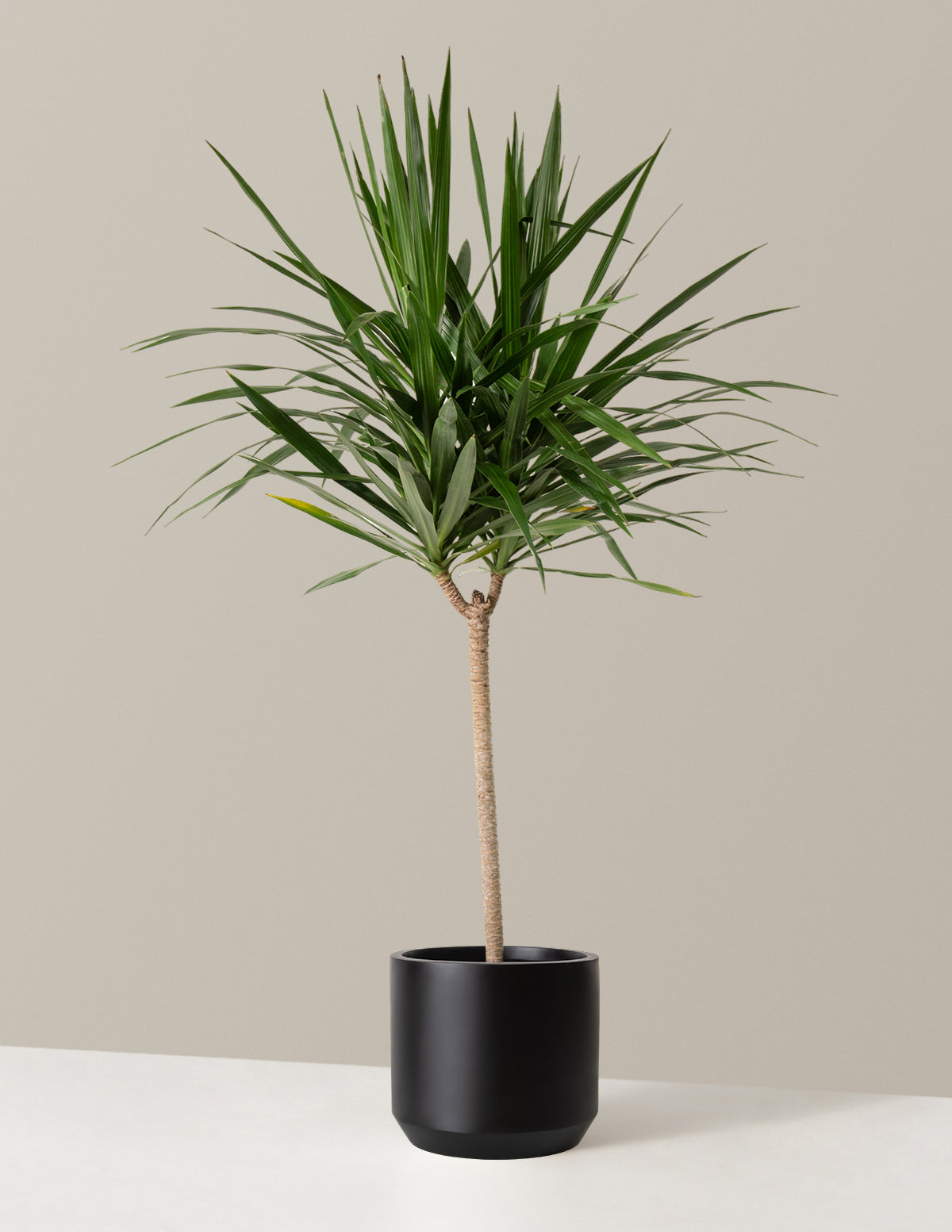 Büyük Boy Dracaena Tarzan