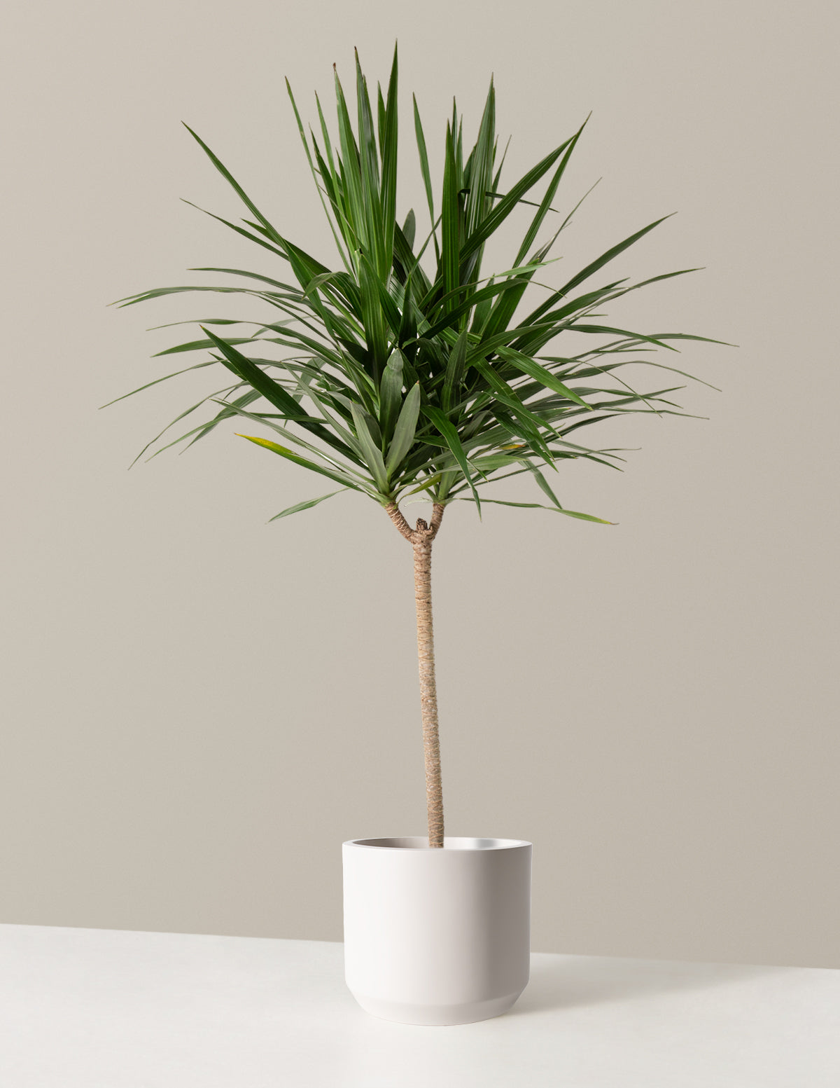 Büyük Boy Dracaena Tarzan