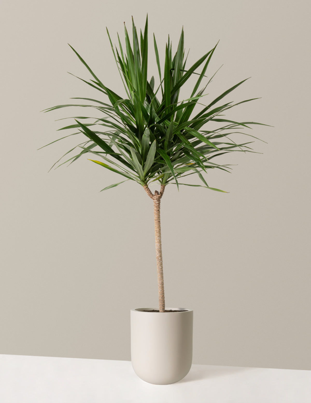 Büyük Boy Dracaena Tarzan