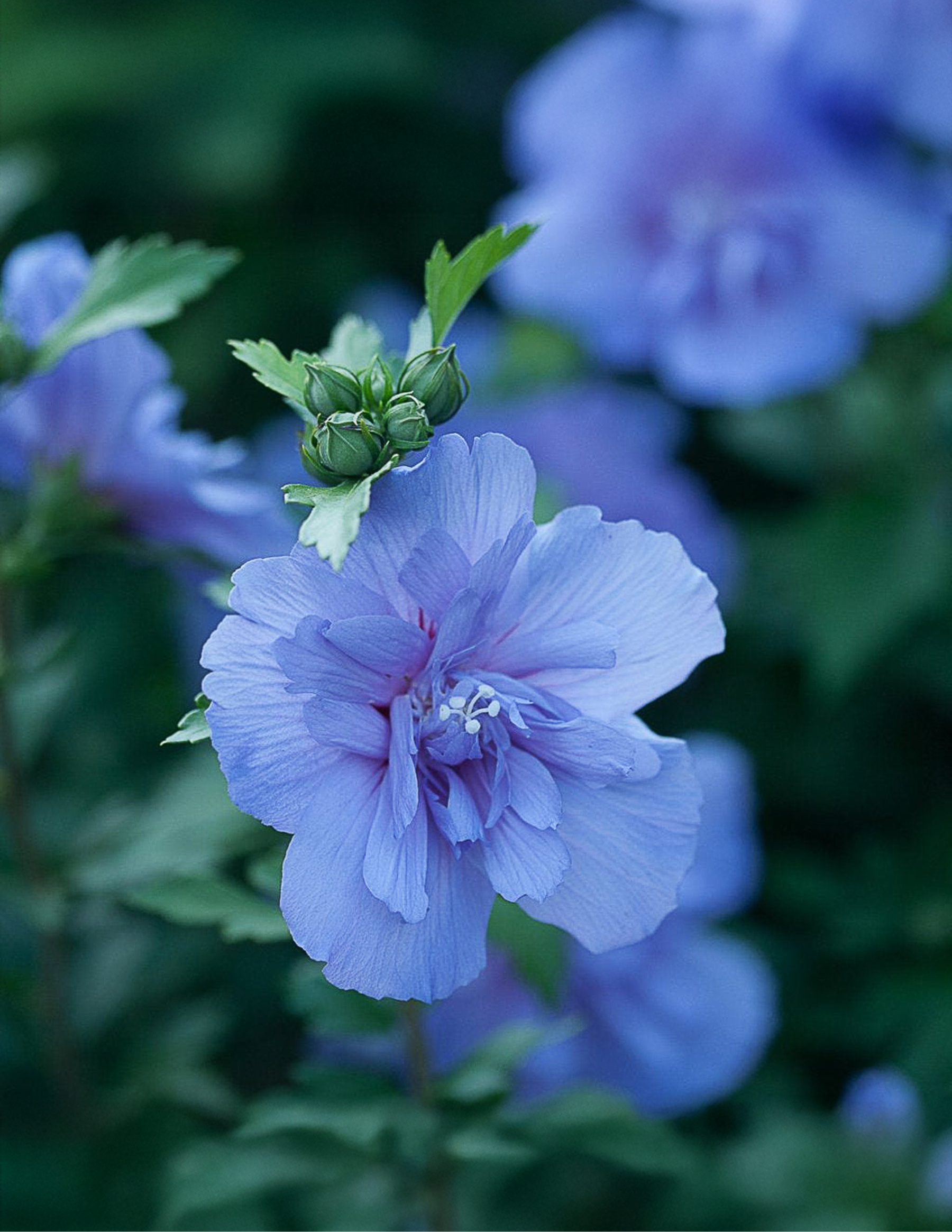 Blue Chiffon® Ağaç Hatmi (Rose of Sharon)