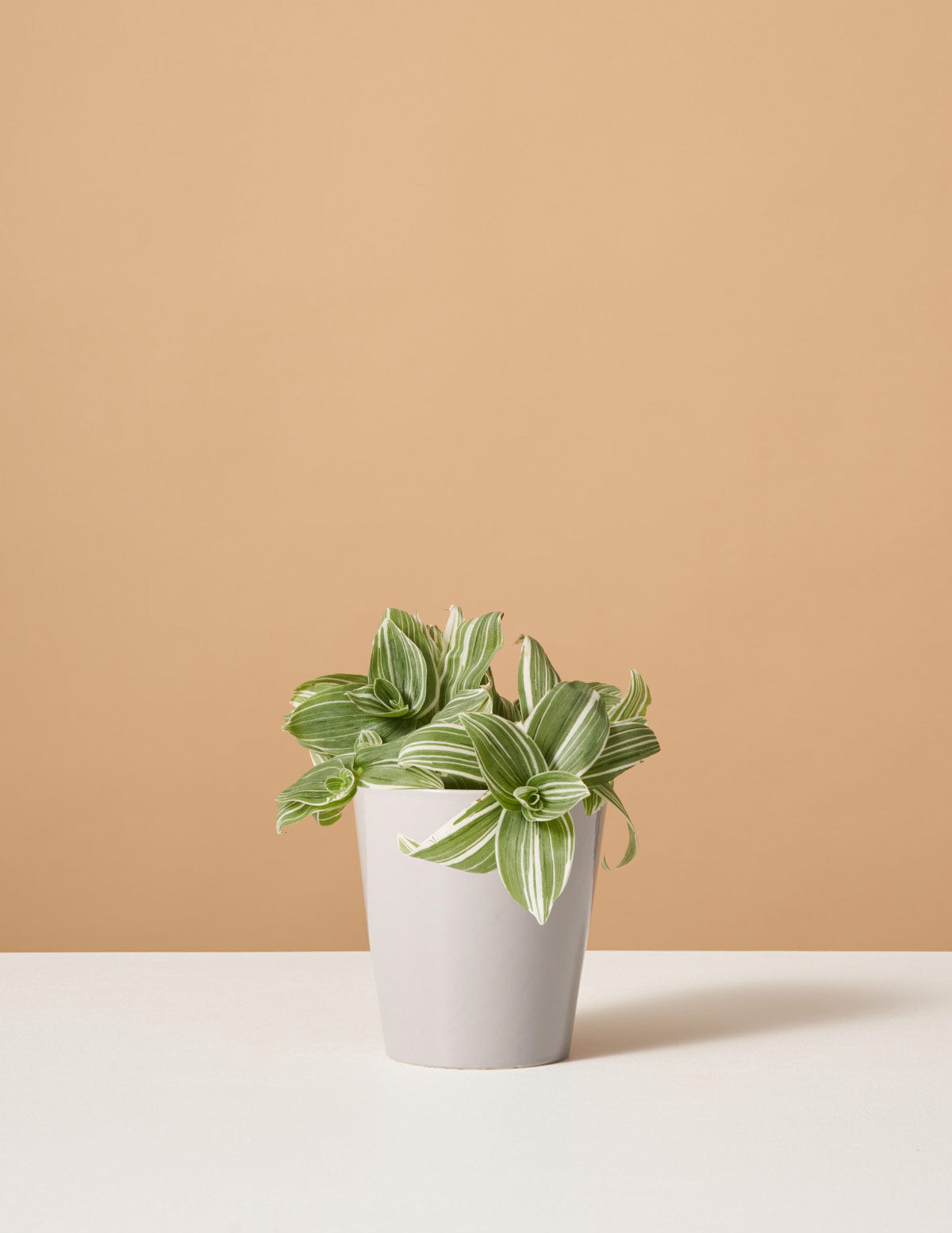 Tradescantia White Inch Bitkisi