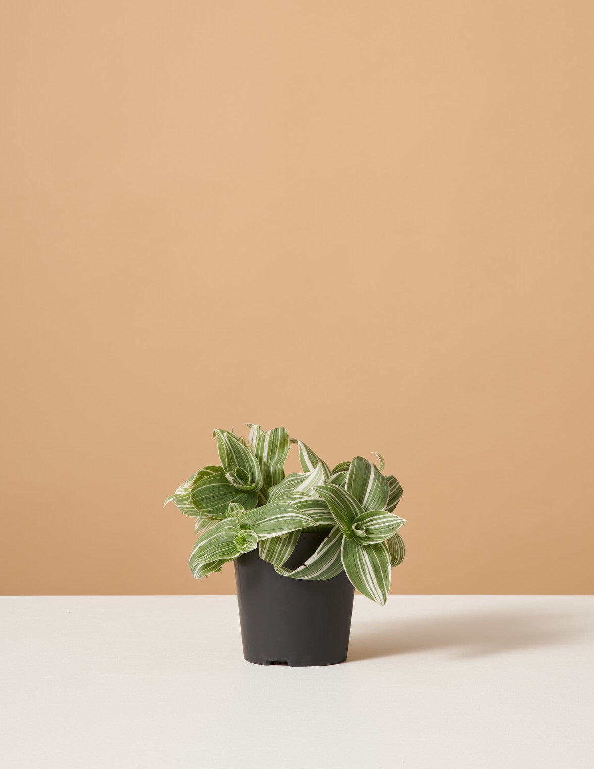 Tradescantia White Inch Bitkisi