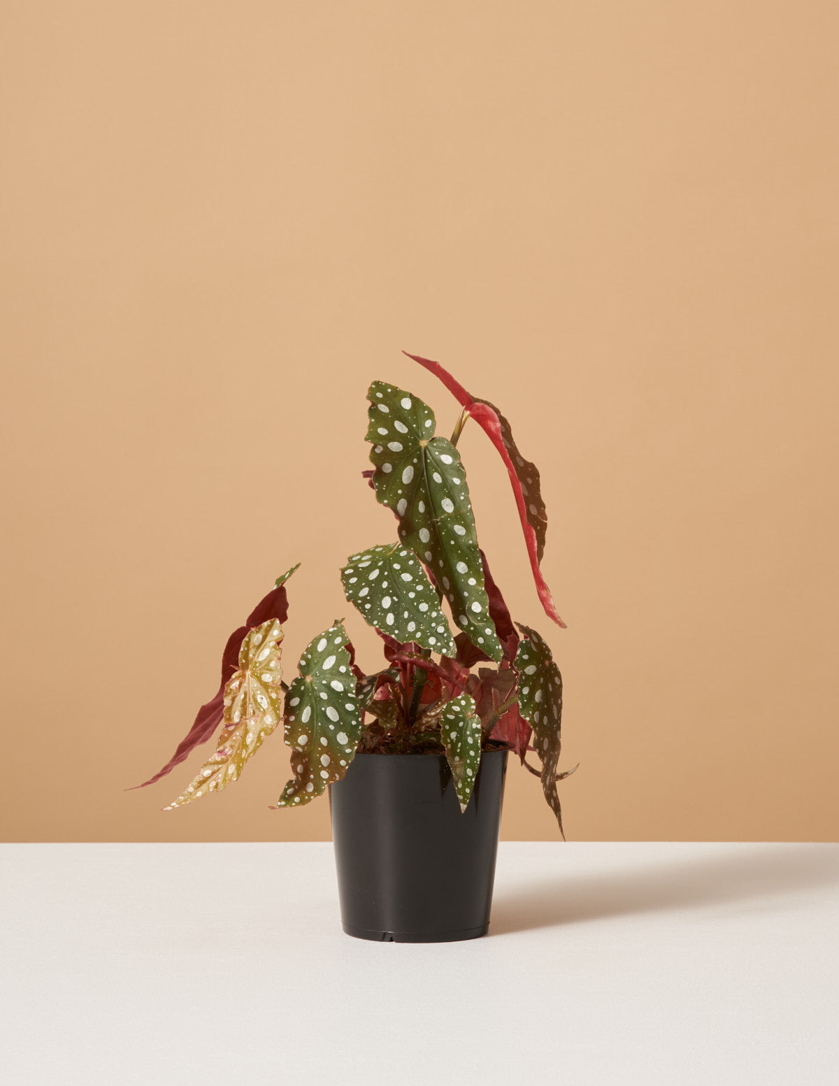 Melek Kanadı Begonya (Begonia maculata)