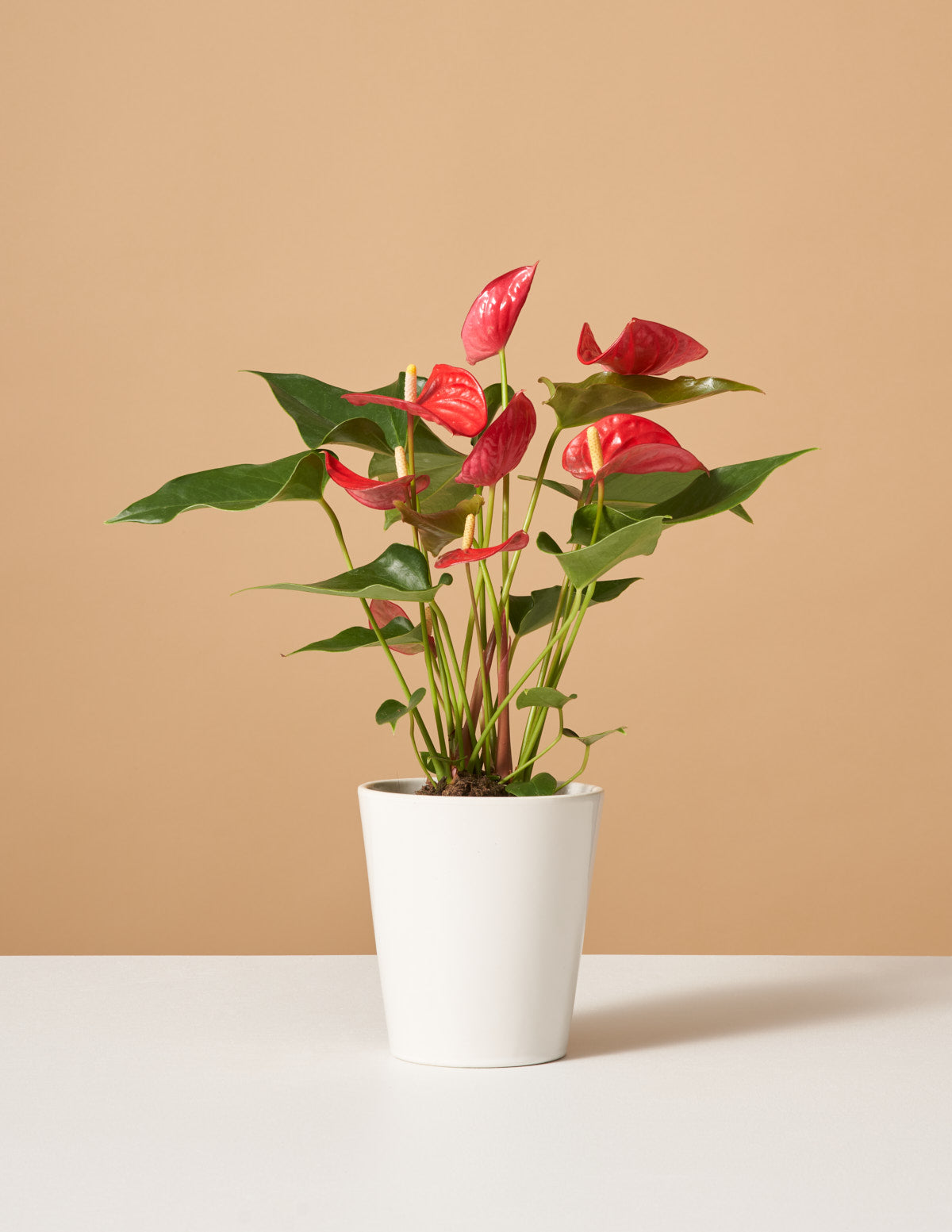 Kırmızı Anthurium