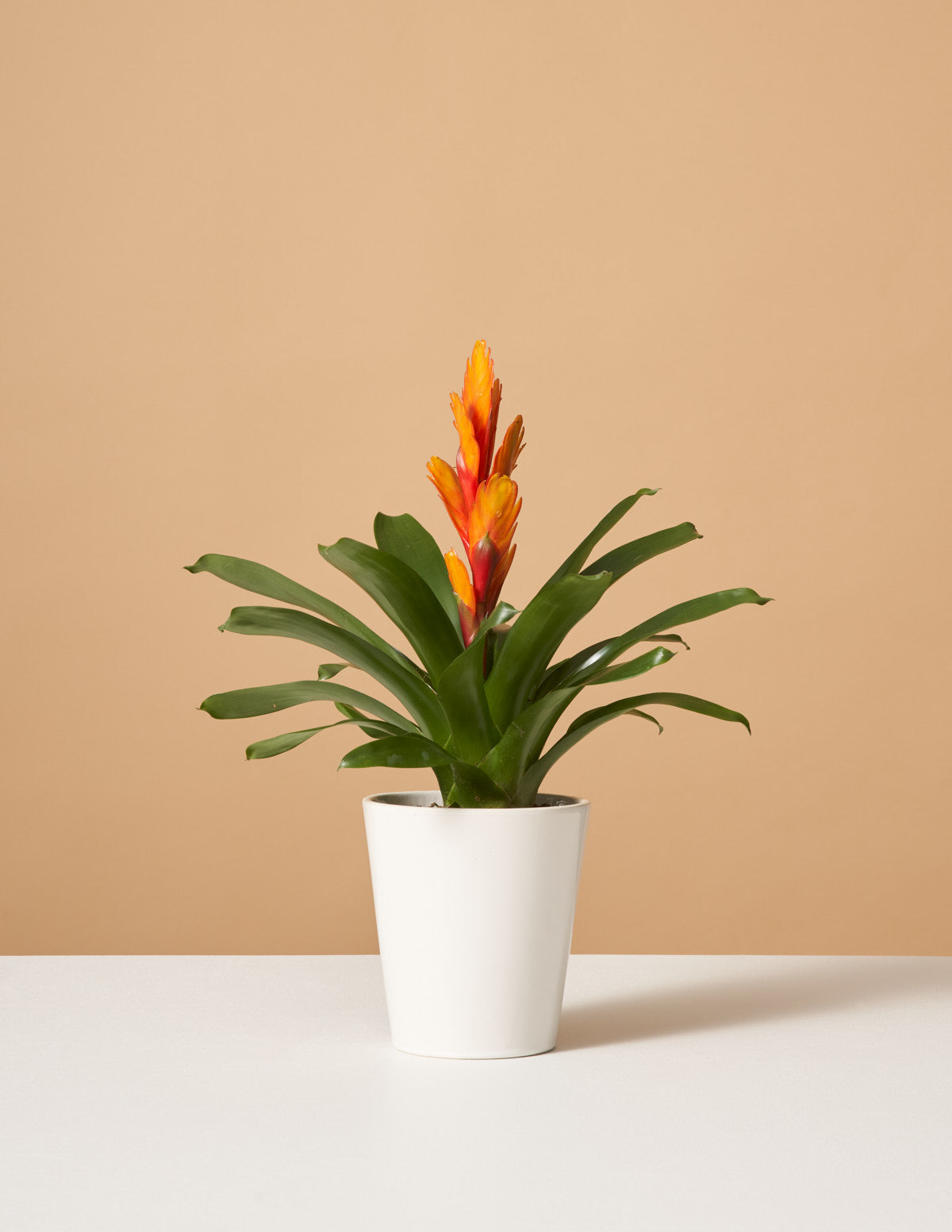 Vriesea Intenso Orange Bromelya