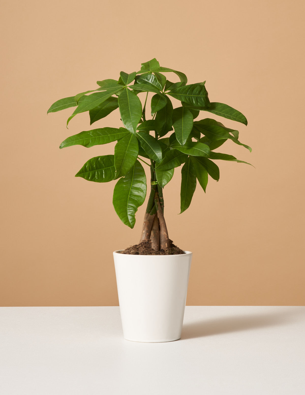 Para Ağacı (Money Tree)