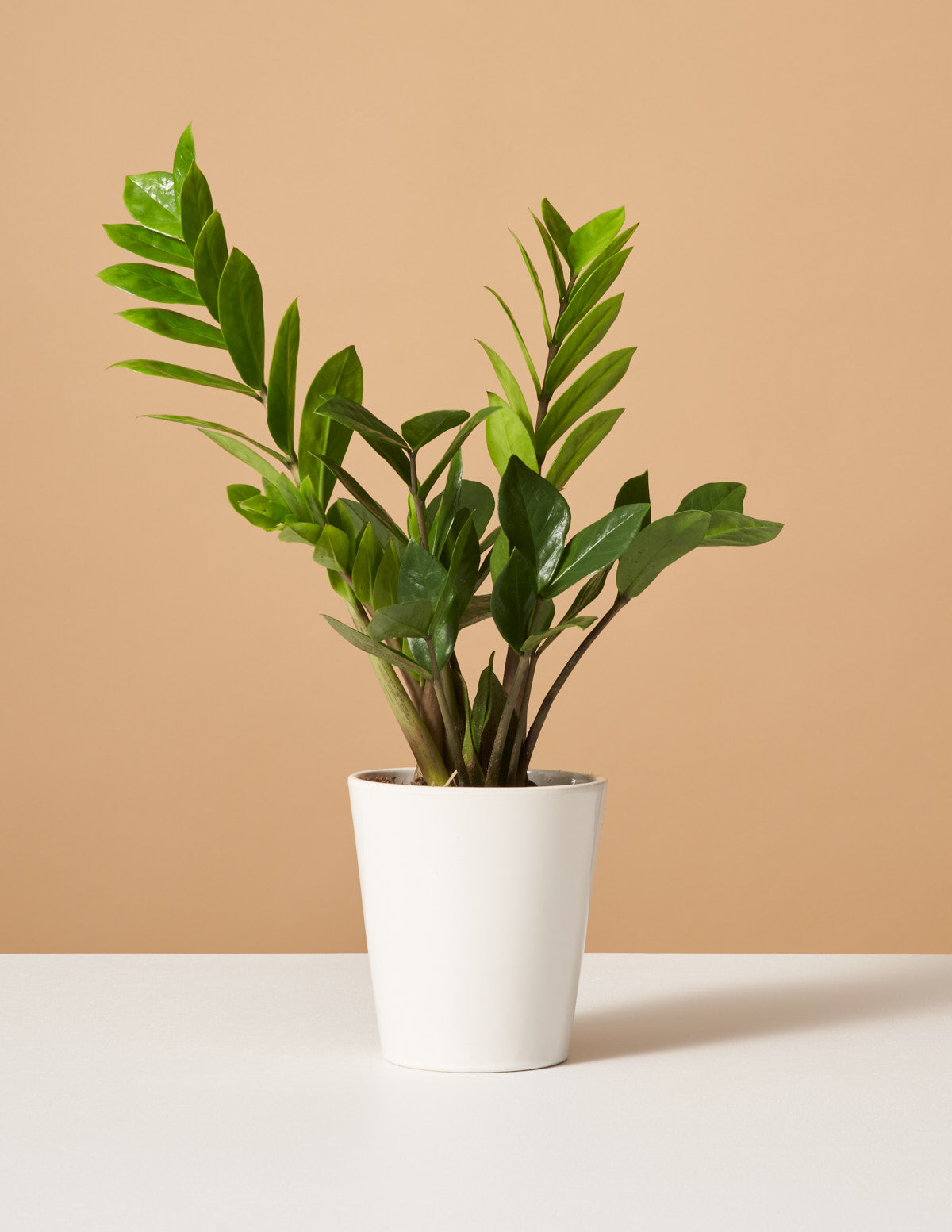 ZZ Bitkisi (Zamioculcas zamiifolia)