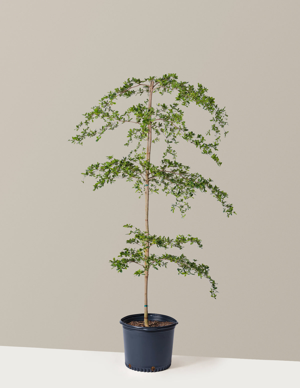 Siyah Zeytin Ağacı (Black Olive Tree)