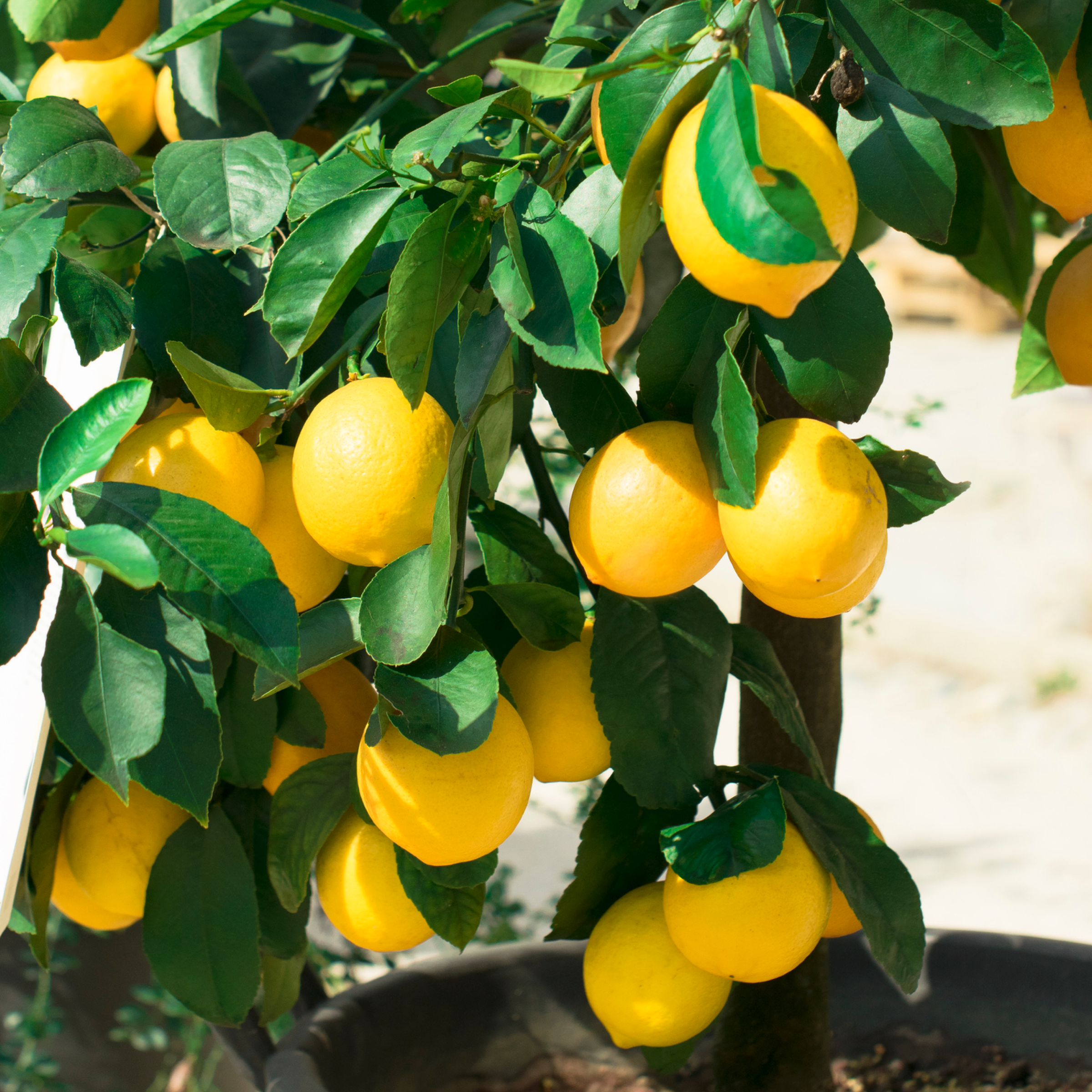 Improved Meyer Limon Fidanı (Çalı Formu)