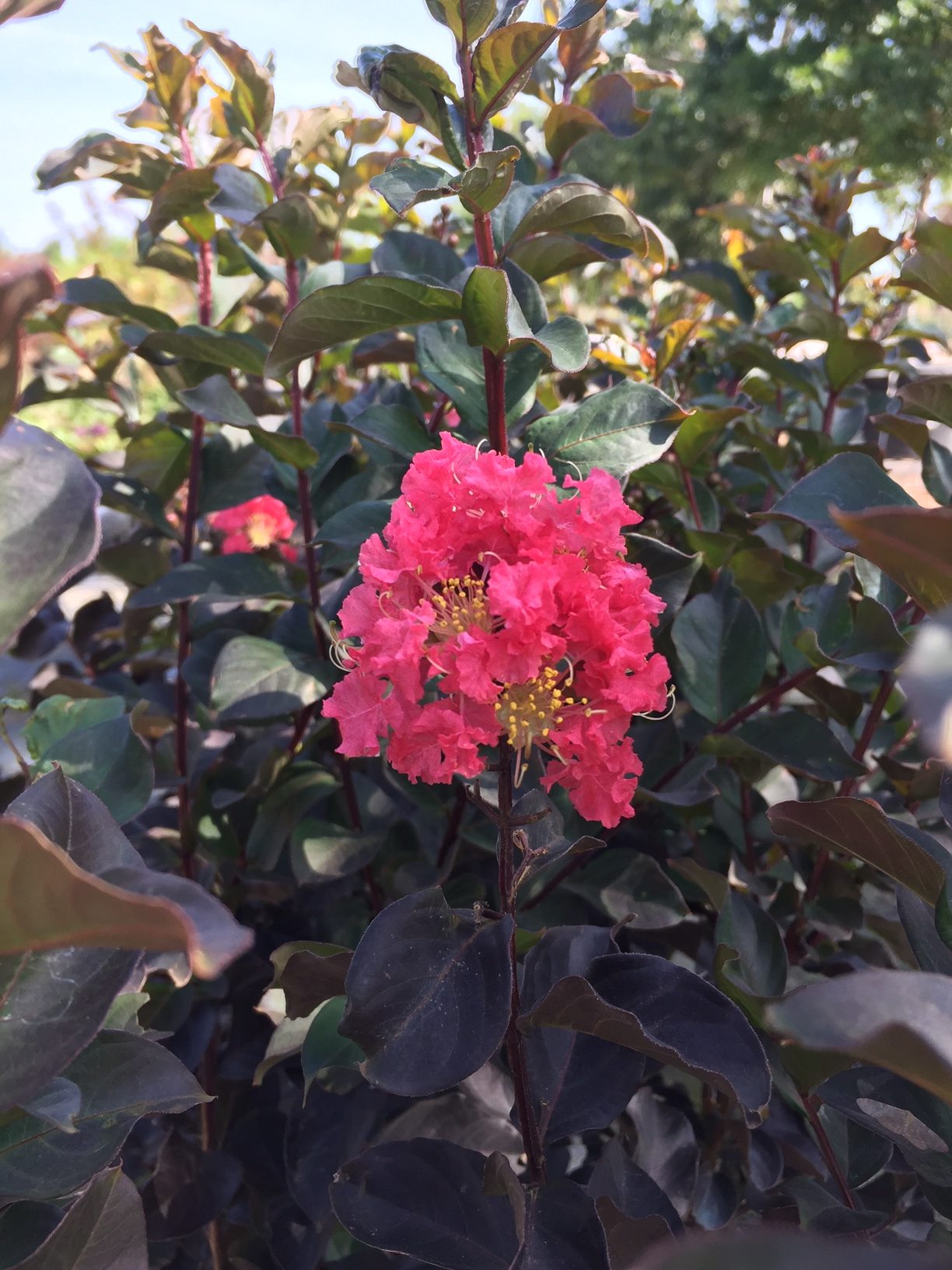 Thunderstruck™ Coral Boom™ Oya Ağacı (Crape Myrtle)