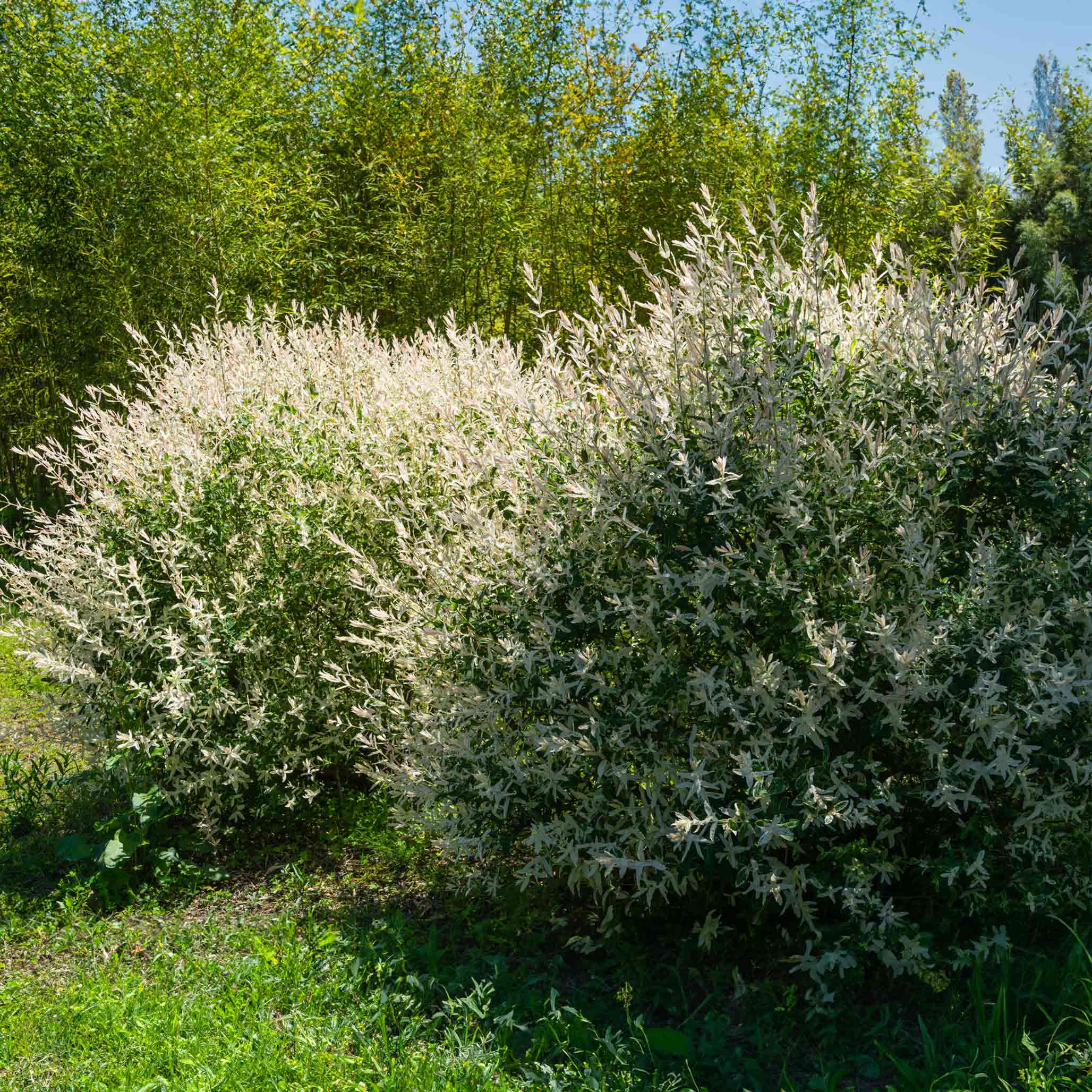 Tri-Color Dappled Willow (Üç Renkli Söğüt) Çalısı