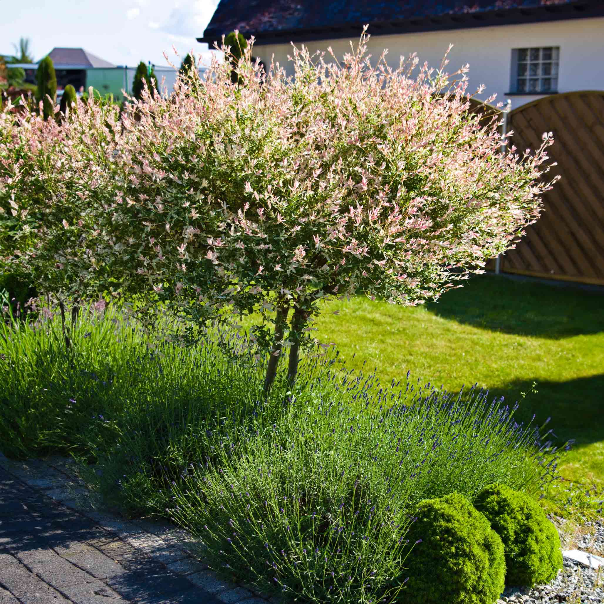 Tri-Color Dappled Willow (Üç Renkli Söğüt) Ağacı