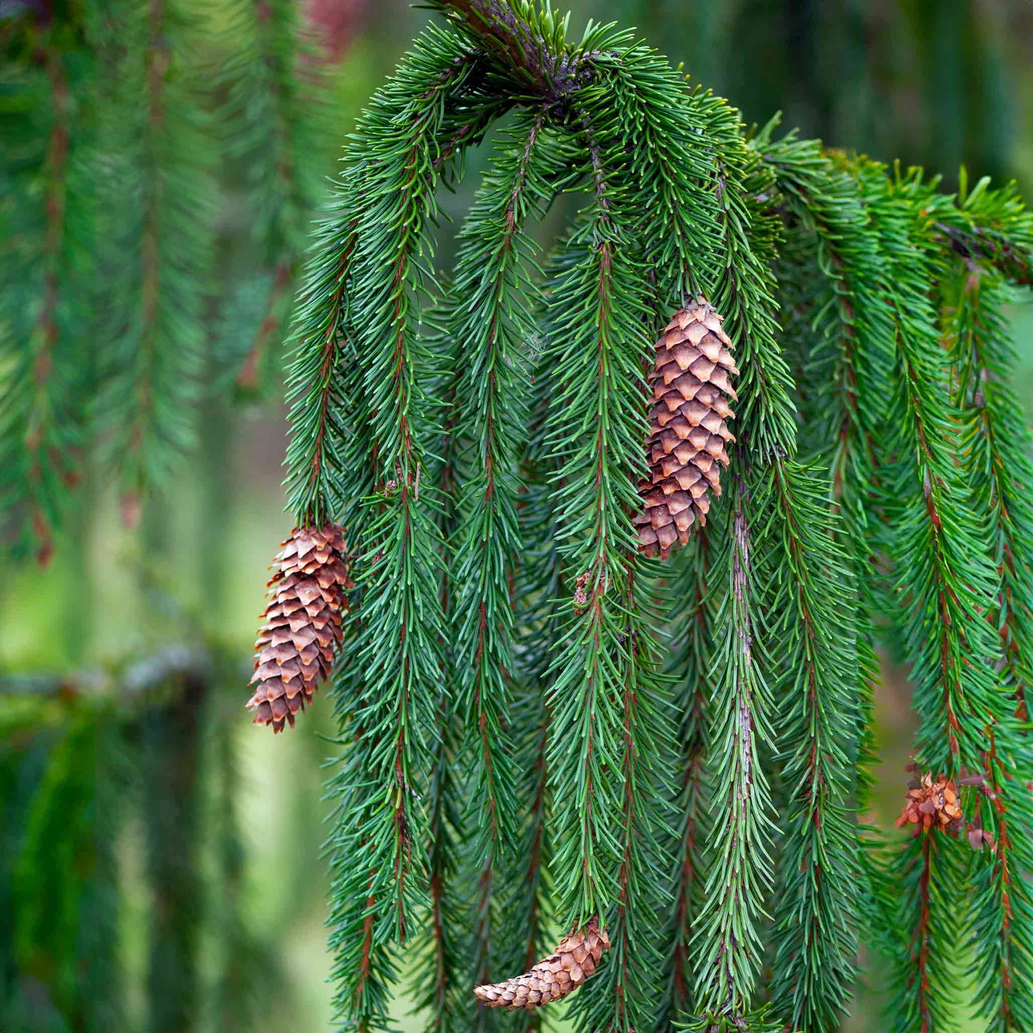 Sarkık Ladin (Weeping Norway Spruce)
