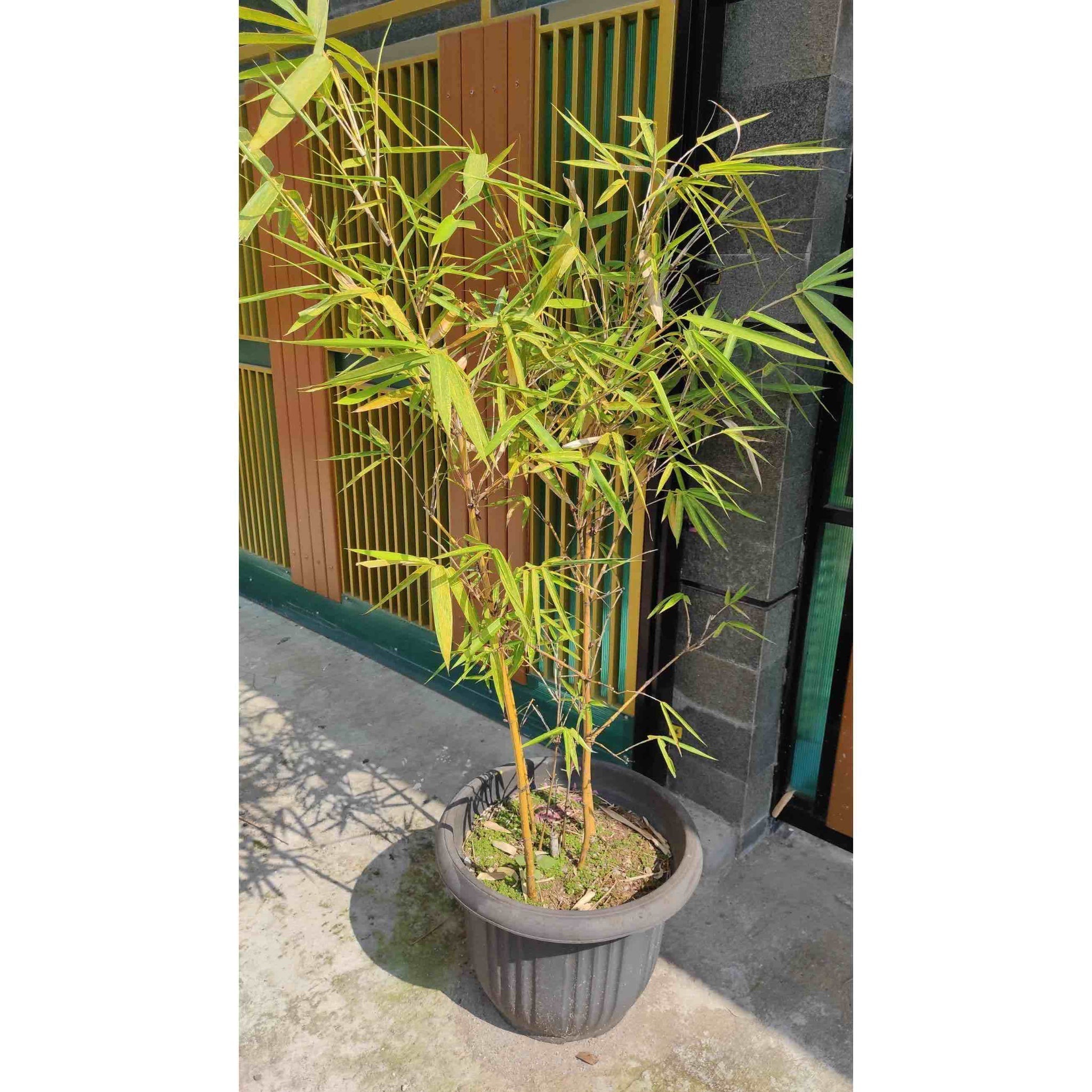 Golden Goddess Bambu
